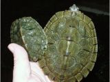 Texas Map Turtle for Sale Texas Map Turtle Care Business Ideas 2013