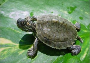 Texas Map Turtle for Sale Texas Map Turtle Care Business Ideas 2013