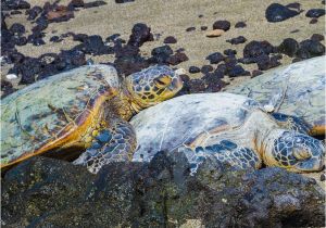 Texas Map Turtle the Strange Reappearance Of the once Vanished Green Sea Turtle