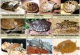 Texas Map Turtles 10 Best Map Turtle Images Map Turtle Turtles Reptiles Amphibians