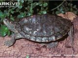 Texas Map Turtles Texas Map Turtle tortoise Diet Sulcata Map Turtle Turtle tortoises