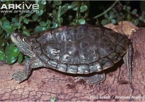 Texas Map Turtles Texas Map Turtle tortoise Diet Sulcata Map Turtle Turtle tortoises