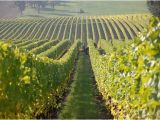 Texas Vineyards Map the 10 Best Texas Wineries Vineyards with Photos Tripadvisor