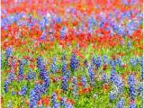 Texas Wildflower Map 10 Best Wildflower Capital Of Texas Images Wildflowers Texas Usa