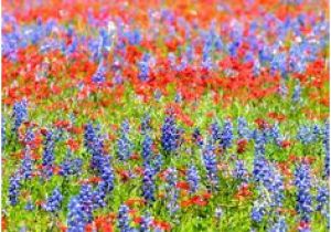 Texas Wildflower Map 10 Best Wildflower Capital Of Texas Images Wildflowers Texas Usa