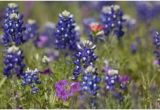 Texas Wildflower Map 13 Best Texas Wildflowers Images In 2019 Texas Texas Travel