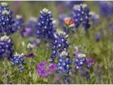 Texas Wildflower Map 13 Best Texas Wildflowers Images In 2019 Texas Texas Travel