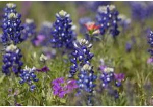 Texas Wildflower Map 13 Best Texas Wildflowers Images In 2019 Texas Texas Travel