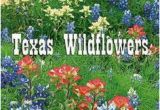 Texas Wildflower Map 13 Best Texas Wildflowers Images In 2019 Texas Texas Travel