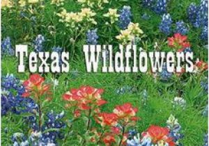 Texas Wildflower Map 13 Best Texas Wildflowers Images In 2019 Texas Texas Travel