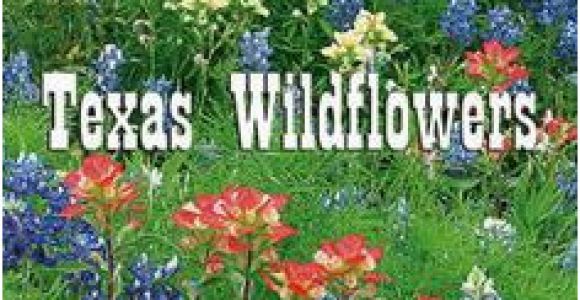 Texas Wildflower Map 13 Best Texas Wildflowers Images In 2019 Texas Texas Travel