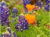 Texas Wildflower Map 247 Best Texas Bluebonnets Images In 2019 Texas Bluebonnets Blue