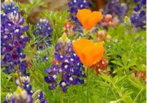 Texas Wildflower Map 247 Best Texas Bluebonnets Images In 2019 Texas Bluebonnets Blue