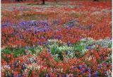 Texas Wildflower Map 261 Best Bluebonnets Images In 2019 Texas Bluebonnets Blue