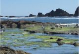 Tide Pools oregon Coast Map Seal Rock Tide Pools Bild Von Seal Rock State Park Seal Rock