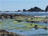 Tide Pools oregon Coast Map Seal Rock Tide Pools Bild Von Seal Rock State Park Seal Rock