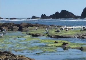 Tide Pools oregon Coast Map Seal Rock Tide Pools Bild Von Seal Rock State Park Seal Rock