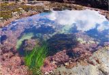 Tide Pools oregon Coast Map Tidal Zones oregon Tide Pools