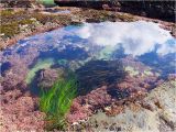 Tide Pools oregon Coast Map Tidal Zones oregon Tide Pools