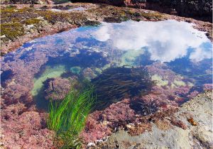 Tide Pools oregon Coast Map Tidal Zones oregon Tide Pools