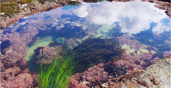 Tide Pools oregon Coast Map Tidal Zones oregon Tide Pools