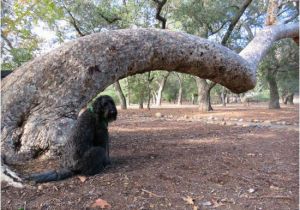 Trabuco Canyon California Map Lots Of Wonderful Old Trees and Hiking Paths Picture Of O Neill