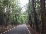 Tunnel Of Trees Michigan Map Tunnel Of Trees Picture Of Tunnel Of Trees M119 Harbor Springs