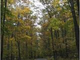 Tunnel Of Trees Michigan Map Tunnel Of Trees Picture Of Tunnel Of Trees M119 Harbor Springs
