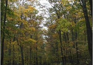 Tunnel Of Trees Michigan Map Tunnel Of Trees Picture Of Tunnel Of Trees M119 Harbor Springs