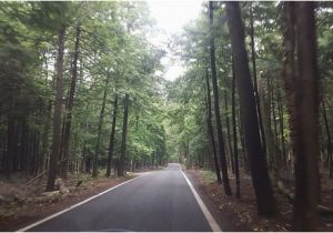 Tunnel Of Trees Michigan Map Tunnel Of Trees Picture Of Tunnel Of Trees M119 Harbor Springs