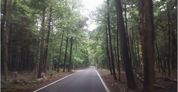 Tunnel Of Trees Michigan Map Tunnel Of Trees Picture Of Tunnel Of Trees M119 Harbor Springs