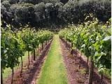 Vineyards In England Map the 10 Best Devon Wineries Vineyards with Photos