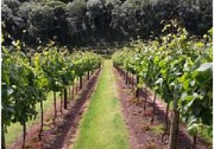 Vineyards In England Map the 10 Best Devon Wineries Vineyards with Photos