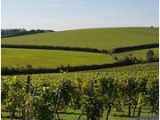 Vineyards In England Map the 10 Best south East England Wineries Vineyards with