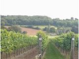 Vineyards In England Map the 10 Best south East England Wineries Vineyards with