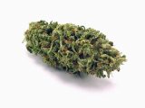 Weed Maps Colorado Showgrow Long Beach Long Beach Ca Marijuana Dispensary Weedmaps
