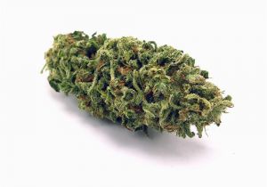 Weed Maps Colorado Showgrow Long Beach Long Beach Ca Marijuana Dispensary Weedmaps