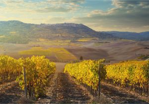 Wineries In Tuscany Italy Map the 8 Best Montalcino Wine tours Of 2019
