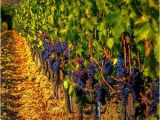 Wineries In Tuscany Italy Map Zenjaxty Beauty Italy tours Tuscany Italy