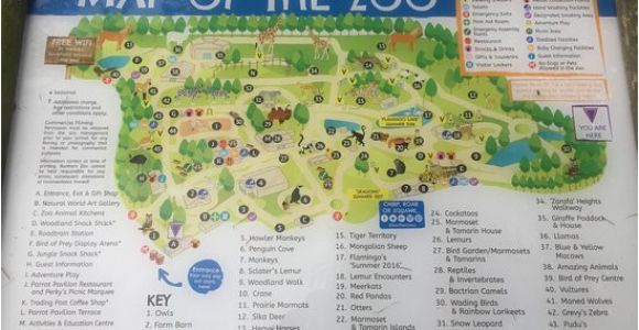 Zoos In England Map Map Of the Zoo Picture Of Banham Zoo Tripadvisor